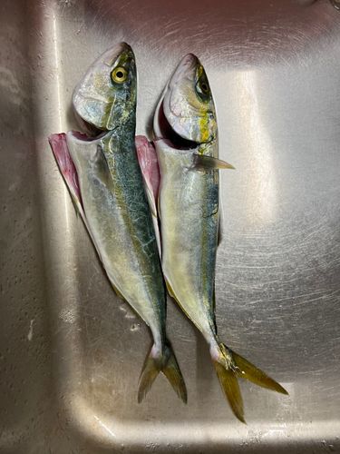 ヤズの釣果