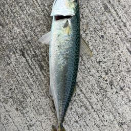 サバ