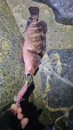 キジハタの釣果