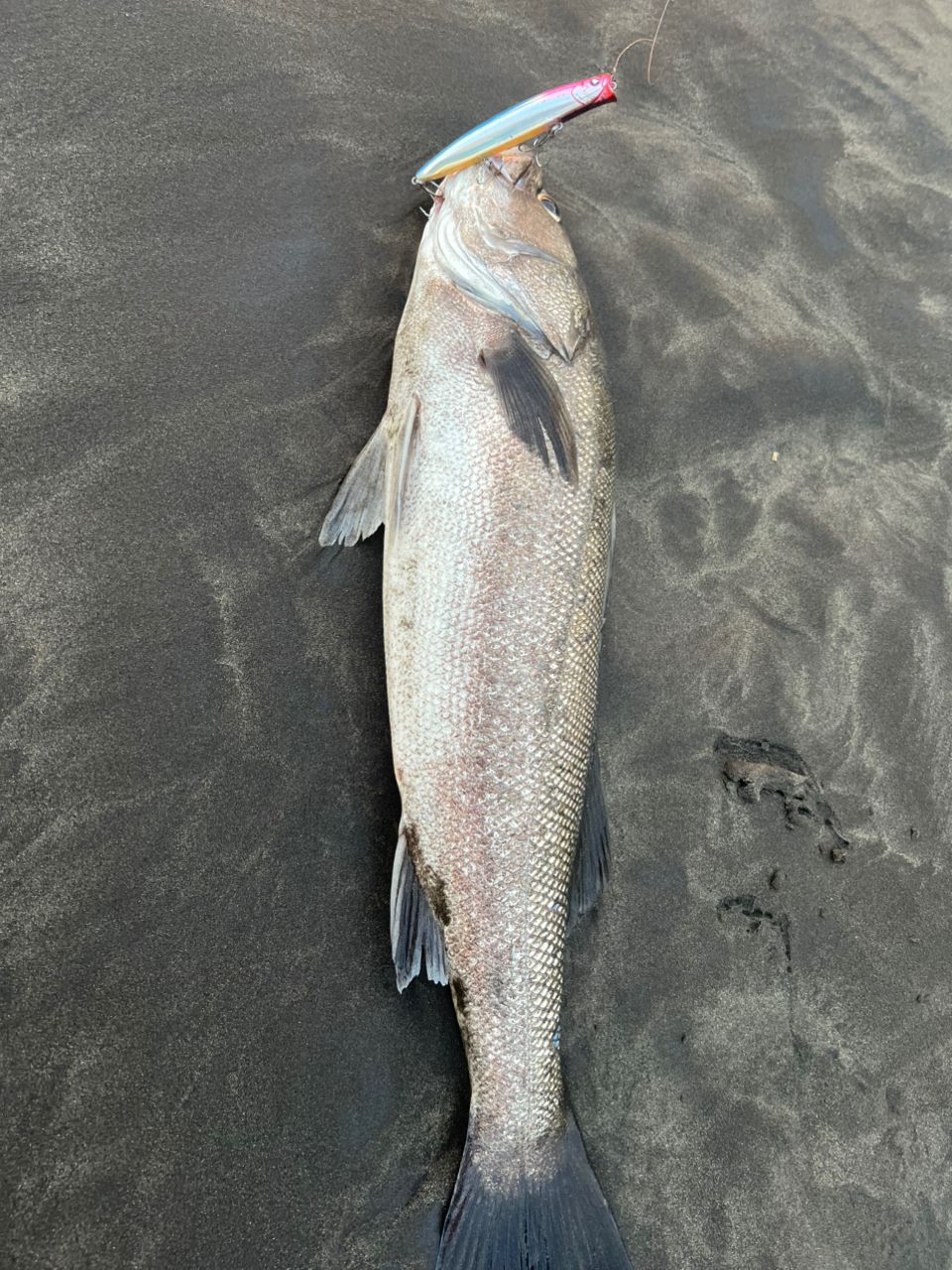 MajorCraft 23タイドリフト 1G-class TD1-1062Mの最安値・インプレ