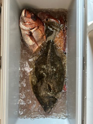 ヒラメの釣果