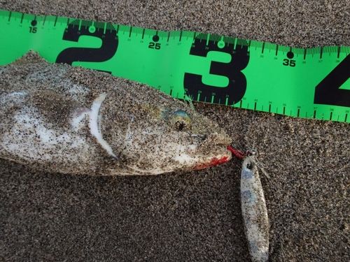 釣果