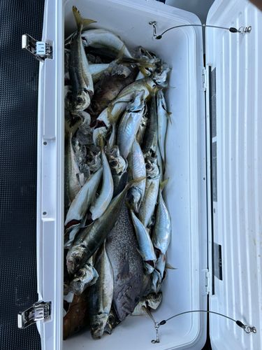 キジハタの釣果