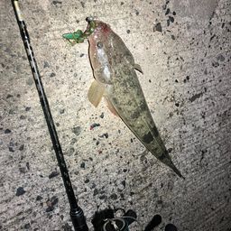 マゴチ