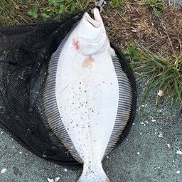 ヒラメ