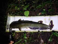 ナマズの釣果