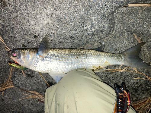 ボラの釣果