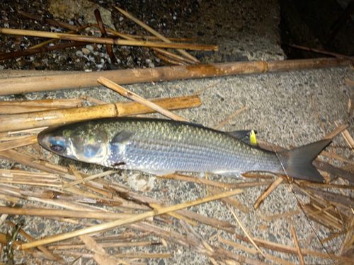 ボラの釣果