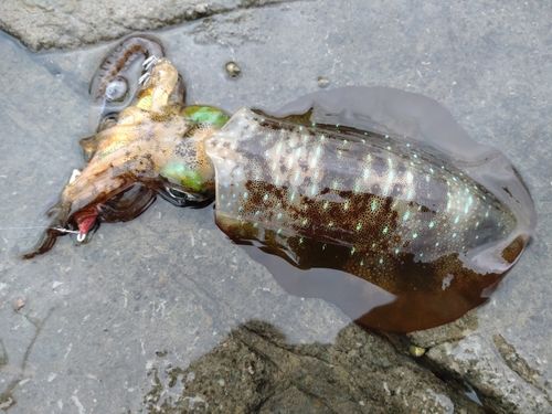 アオリイカの釣果