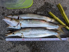 アカカマスの釣果