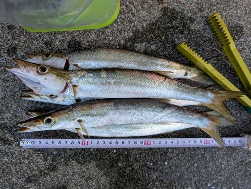 アカカマスの釣果