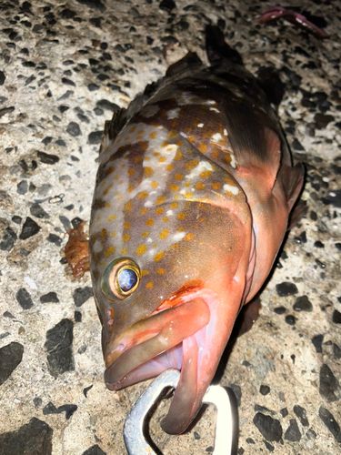 アコウの釣果