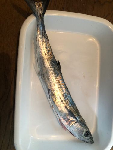 サゴシの釣果