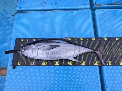 コシナガマグロの釣果
