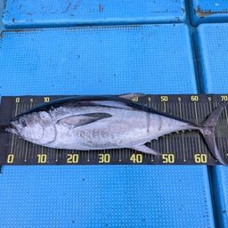 コシナガマグロ