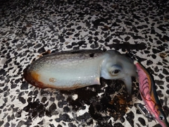 シリヤケイカの釣果