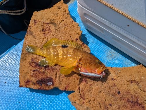 アコウの釣果