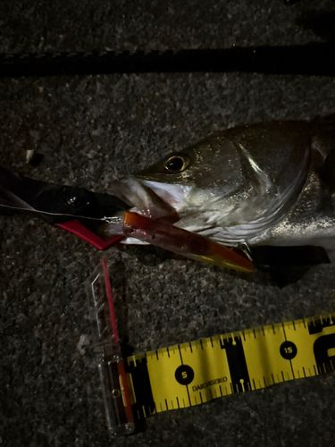 シーバスの釣果