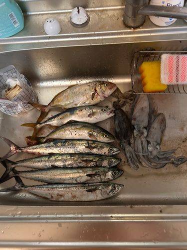 サゴシの釣果