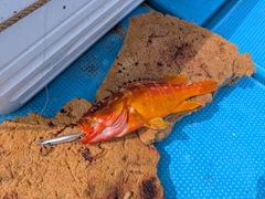 アカハタの釣果