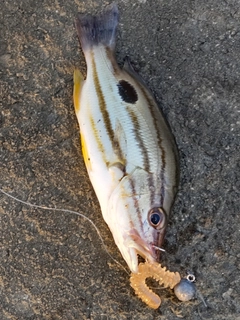 クロホシフエダイの釣果