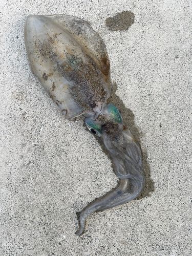 明石海峡