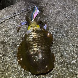 アオリイカ