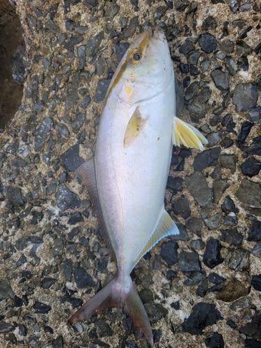 ネリゴの釣果