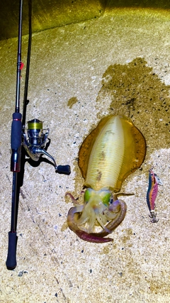 アオリイカの釣果