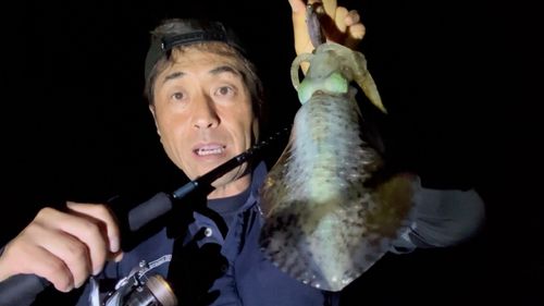 アオリイカの釣果