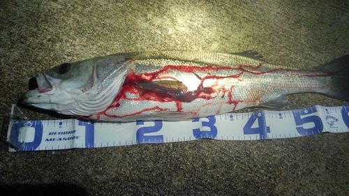 シーバスの釣果