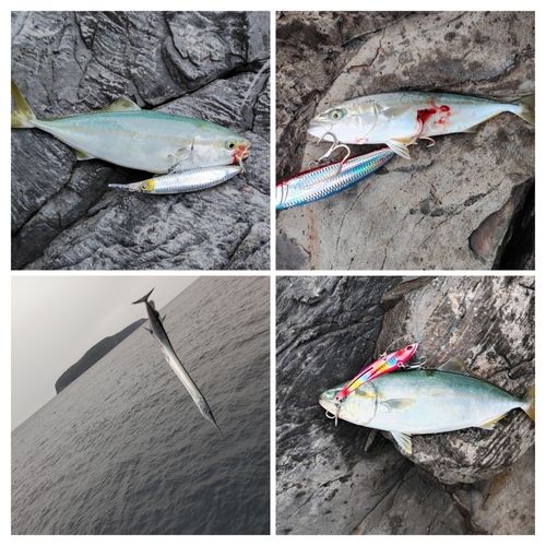 ヤズの釣果