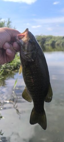入間川下流