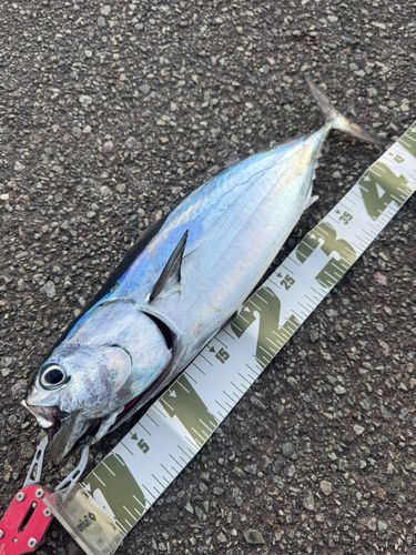 駿河湾