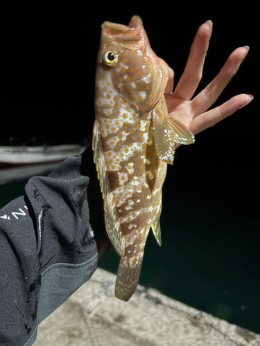 キジハタの釣果