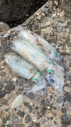 アオリイカの釣果