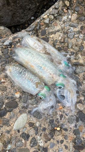 アオリイカの釣果