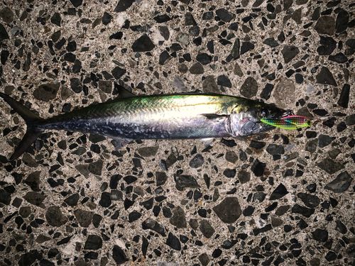 サゴシの釣果