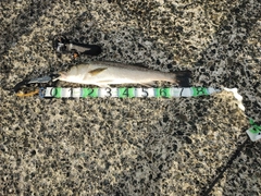 マルスズキの釣果