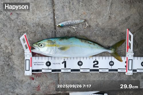 ツバスの釣果