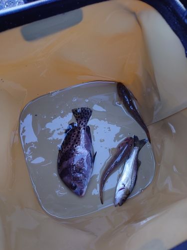 霞釣り公園