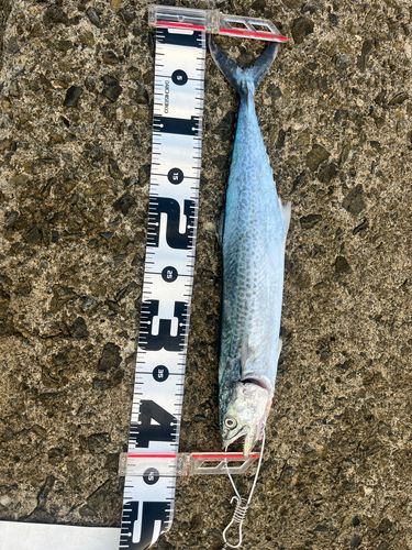 サゴシの釣果