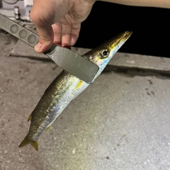 カマスの釣果