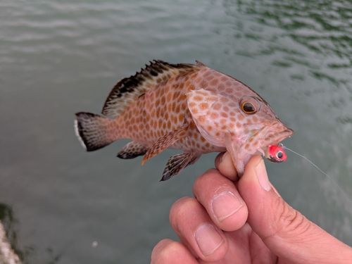 オオモンハタの釣果