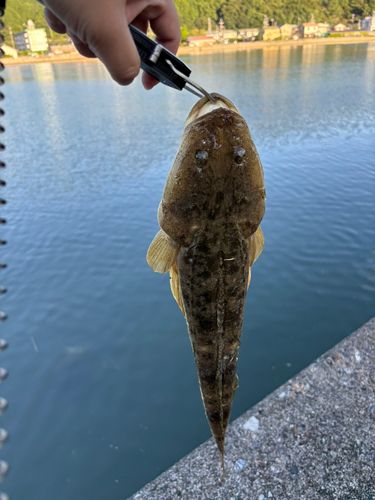 マゴチの釣果