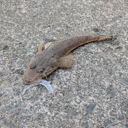 ワニゴチ