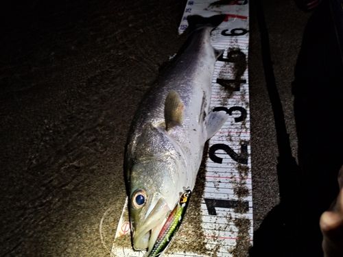 野積海岸