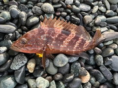 キジハタの釣果
