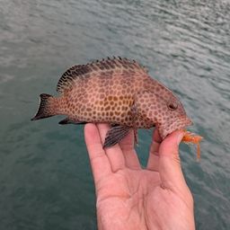 オオモンハタ