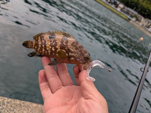 アコウの釣果